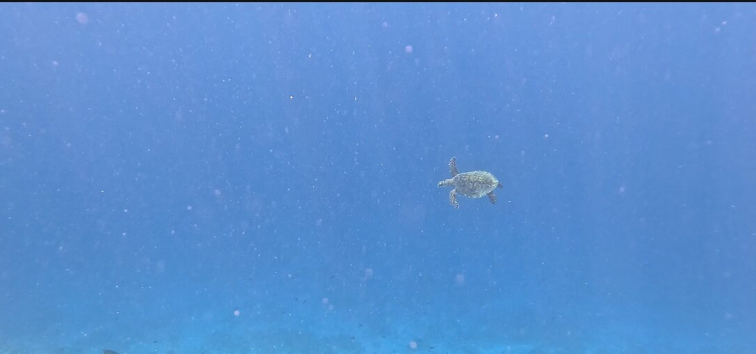 Euro-Divers Meeru景点图片