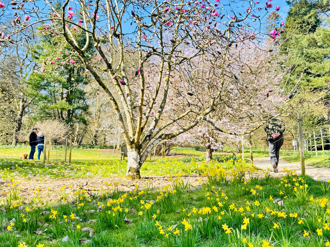Batsford Arboretum景点图片