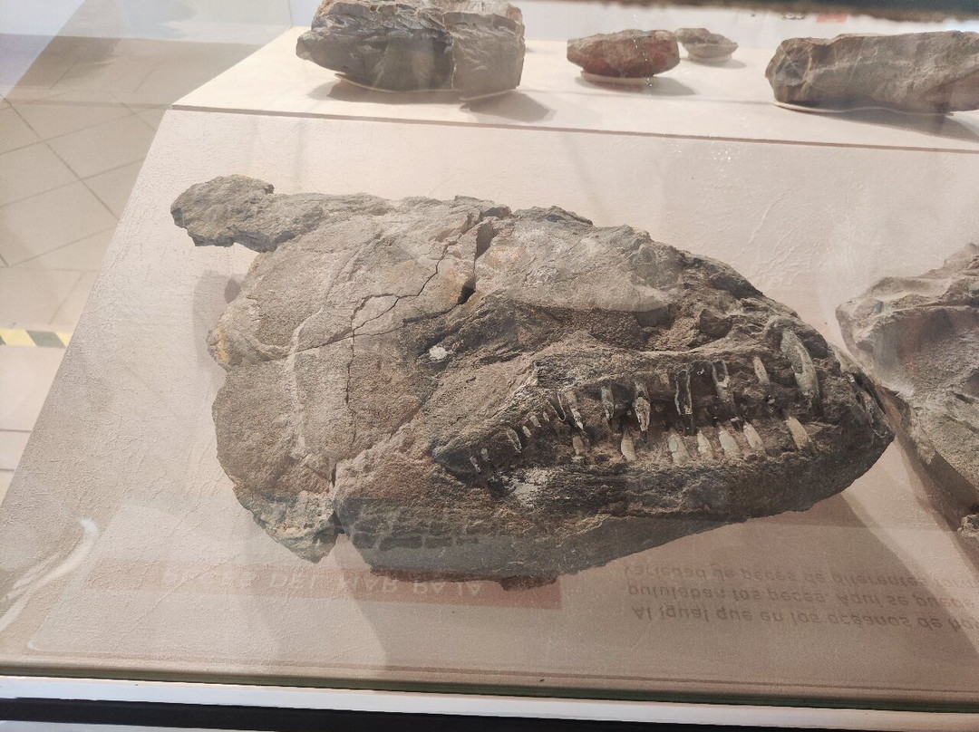 Museo El Fosil-莱瓦镇必去景点