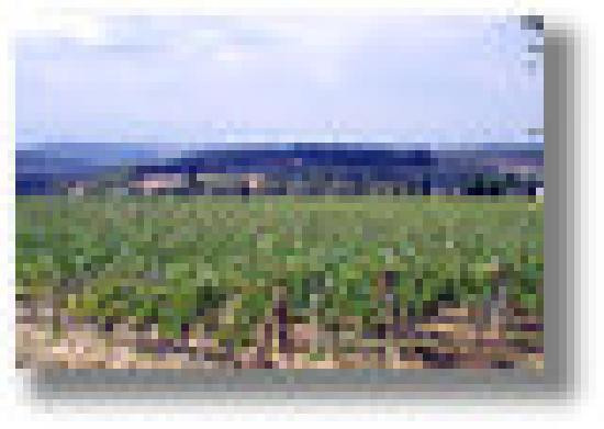 Fattoria Conio Agriturismo podere Capannuccia主图