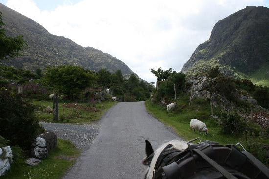 The Purple Heather主图