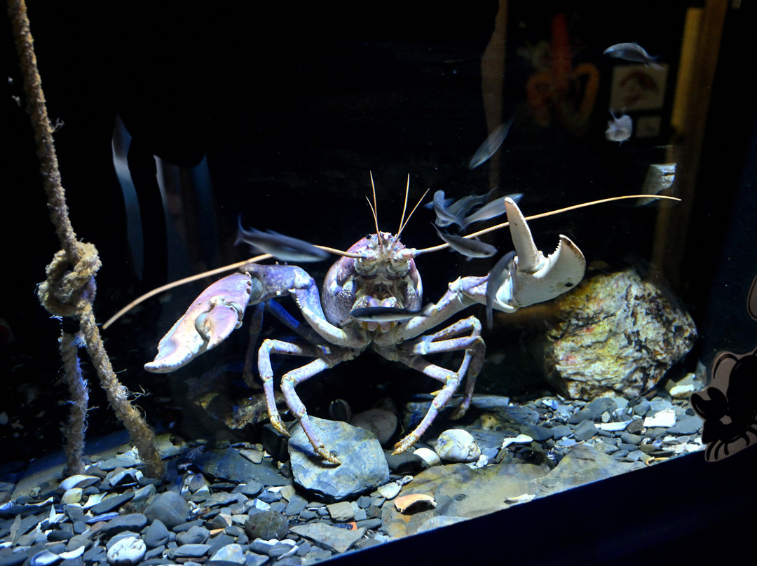 National Lobster Hatchery-帕兹托必去景点