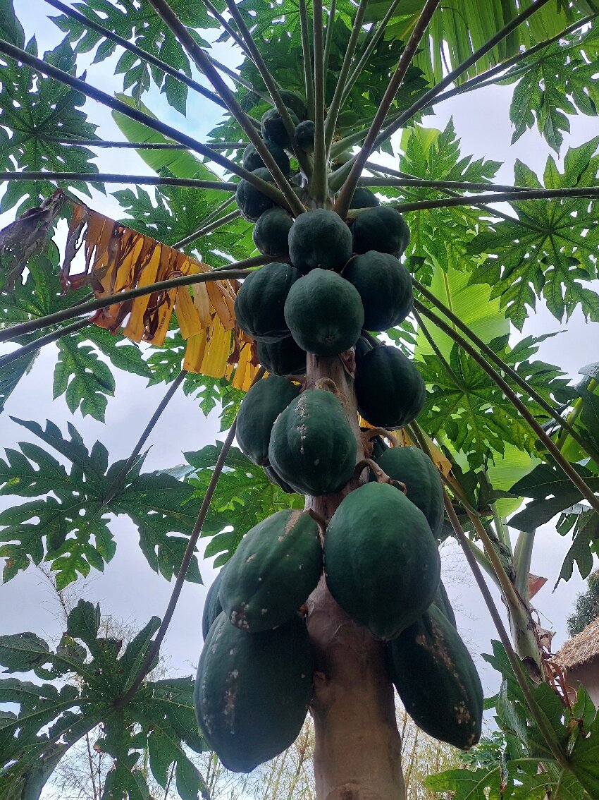 Aldeia Manga Eco Lodge-官方