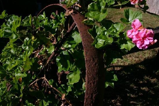 Pines on the Plateau主图