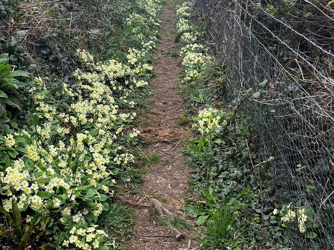 Pelynt and the West Looe Valley-Pelynt必去景点