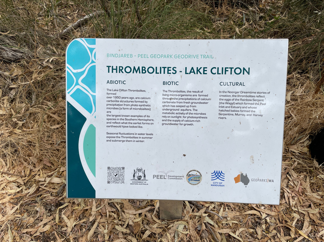 Thrombolites of Lake Clifton景点图片
