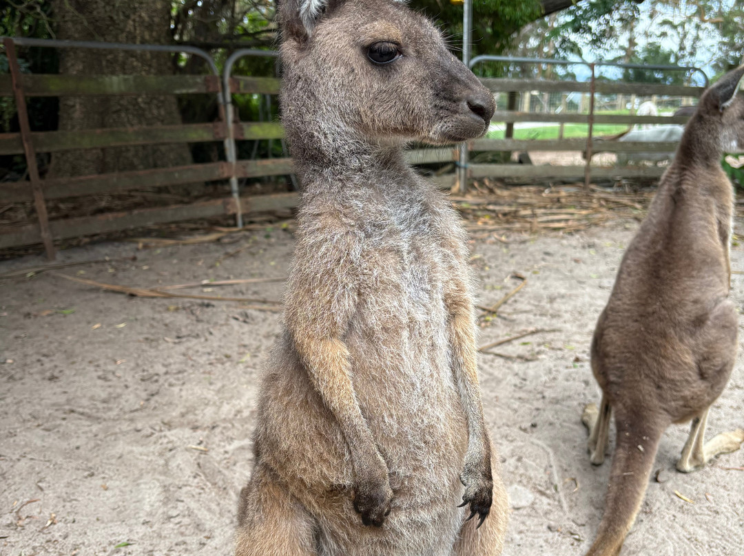 Denmark Animal Farm & Pentland Alpaca Stud景点图片