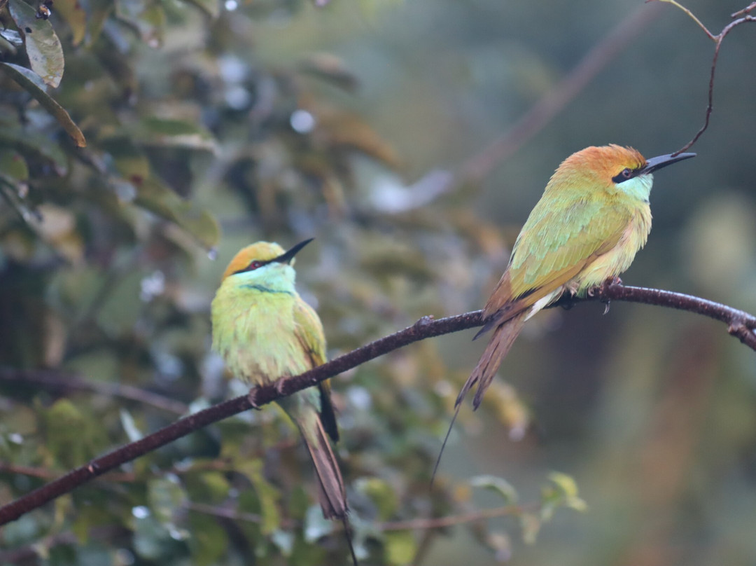 Udawalawe Lahiru Safari Guide Tours景点图片