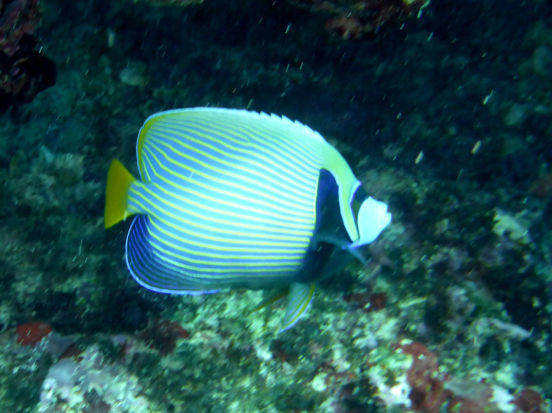 Dive Passion Mauritius-卓得多斯必去景点