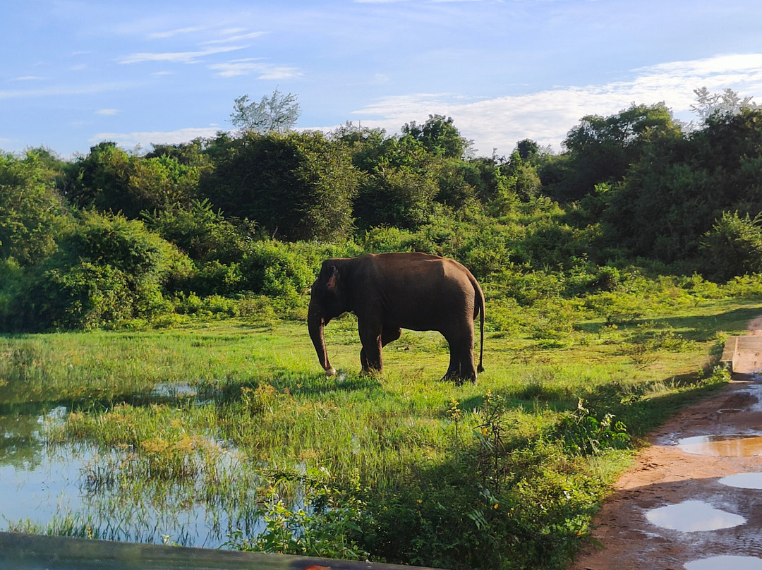 Udawalawe National Park Safari-乌达瓦拉瓦必去景点