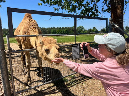 Giraffe Inn And Safari