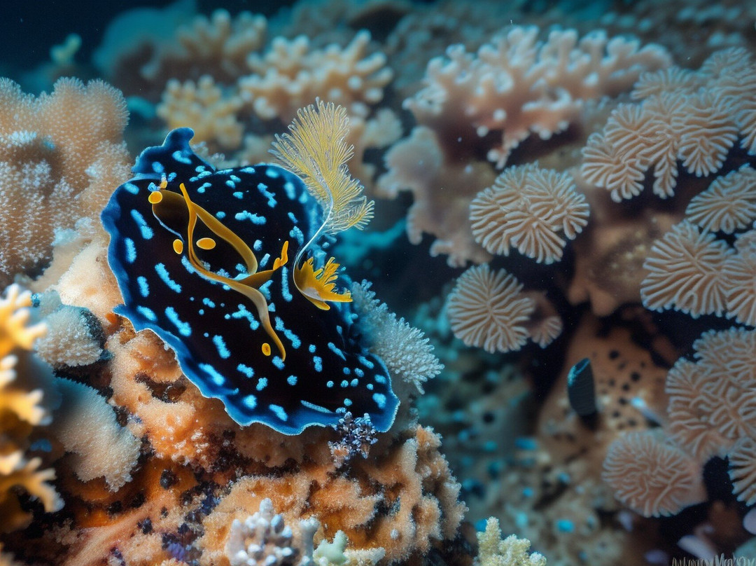 Fun Divers Zanzibar-奔巴岛必去景点