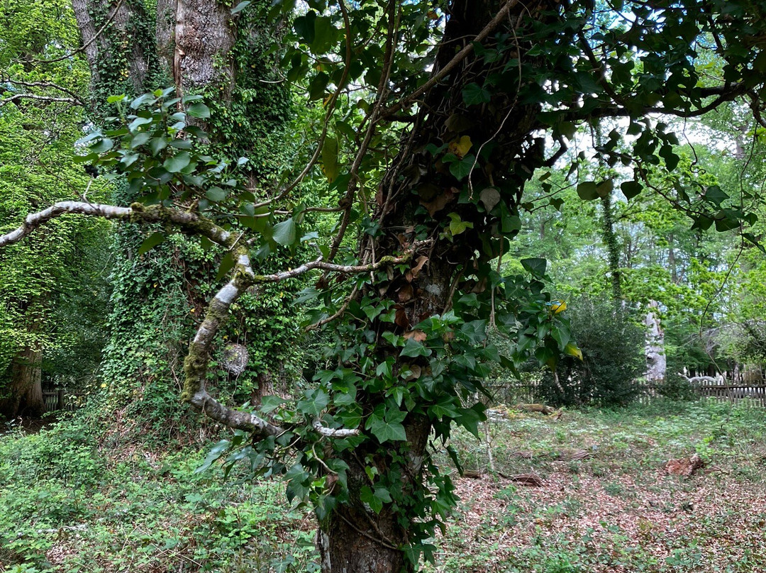 Knightwood Oak Tree景点图片