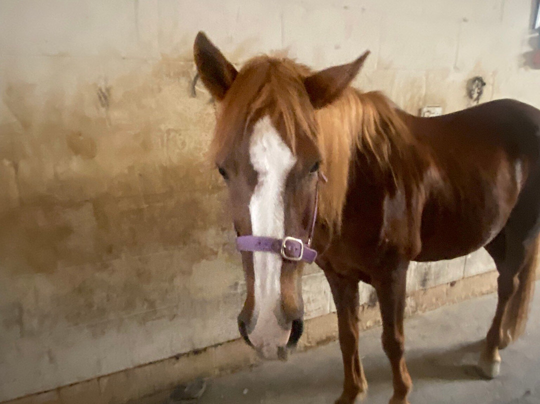 Lino's Stables-Xaghra必去景点