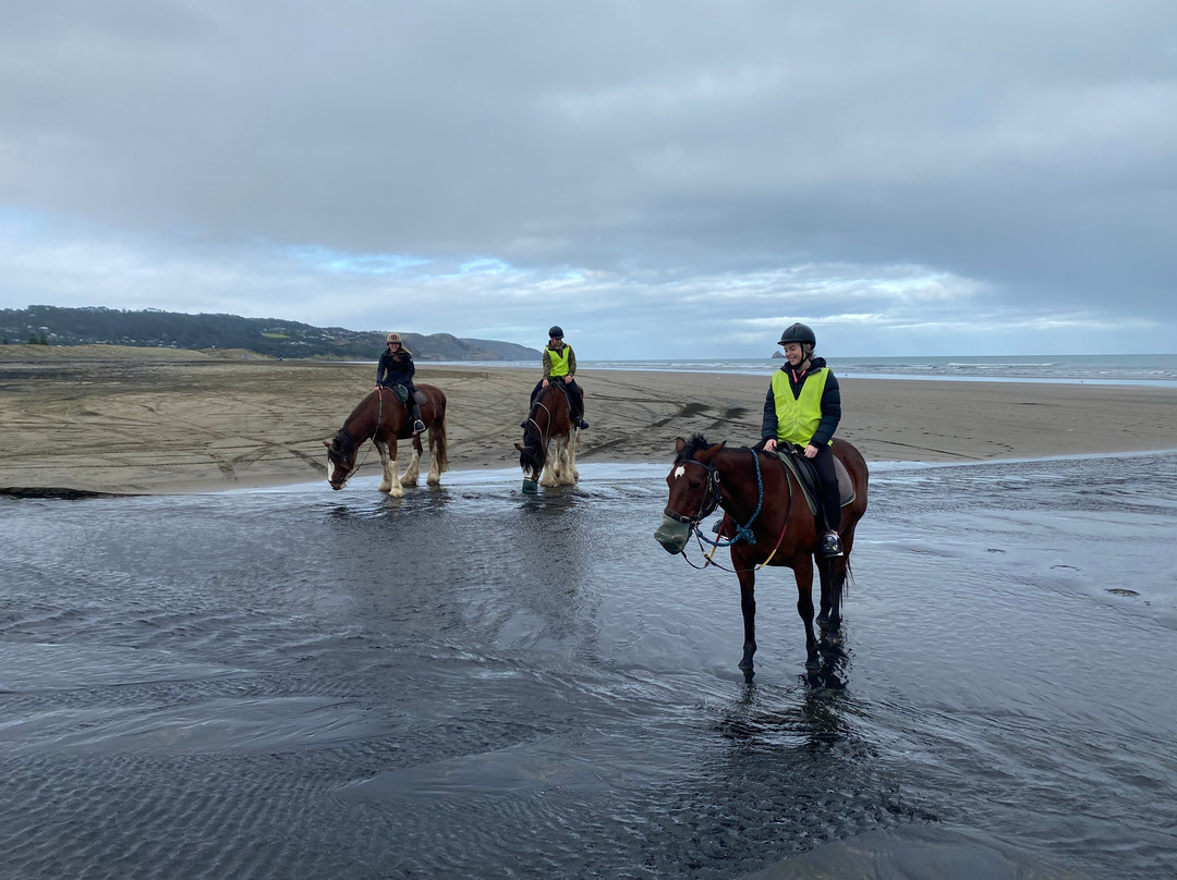 Muriwai Beach Horse Treks景点图片