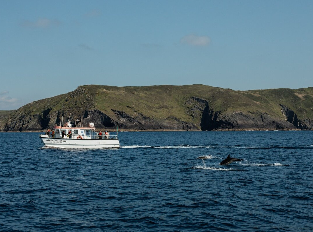 Whale Watch West Cork-Baltimore必去景点