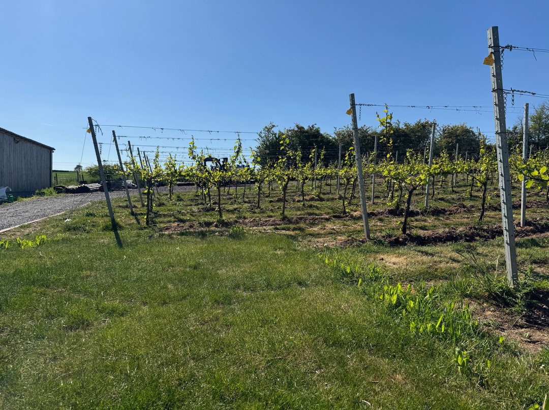 Pattingham Vineyard-Pattingham必去景点