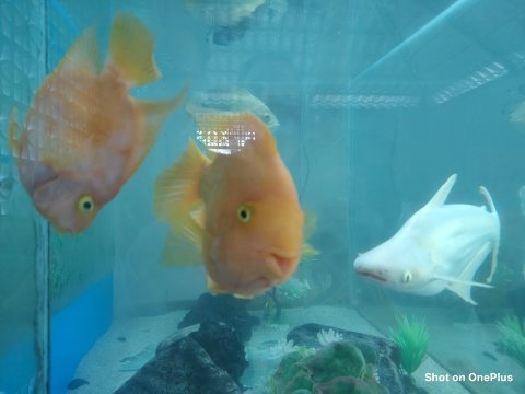 橄榄度假村-官方