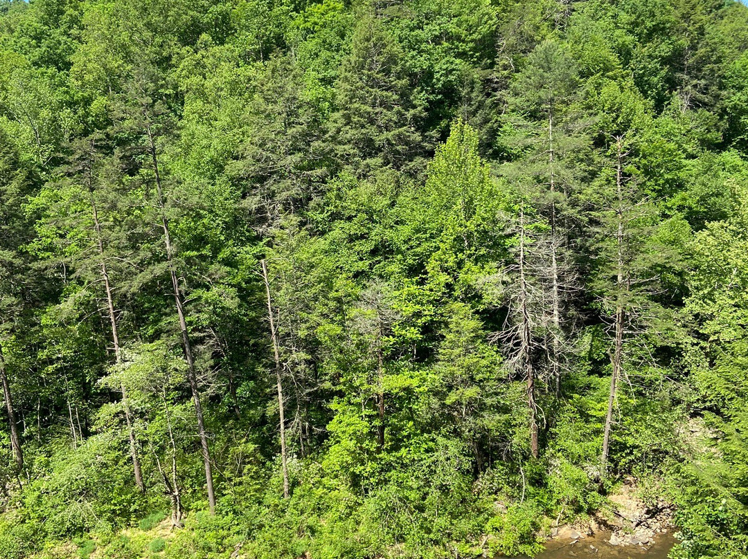 Big South Fork Scenic Railway-Stearns必去景点