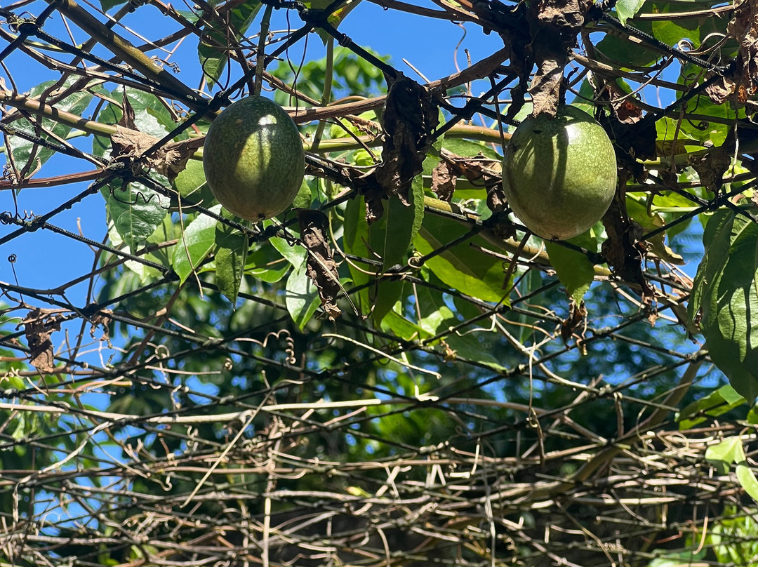 Vallée Des Fruits景点图片