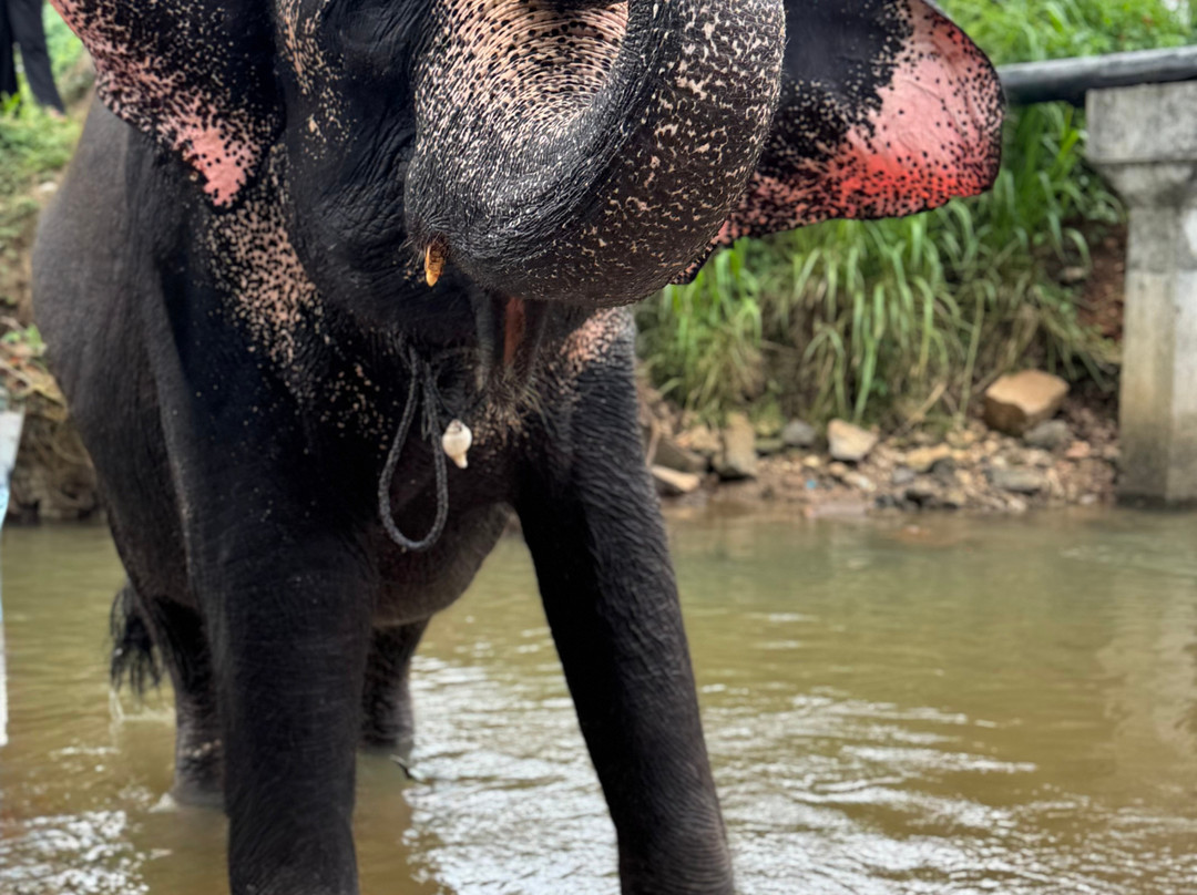 NK Lanka Holiday Tours-卡图纳耶克必去景点