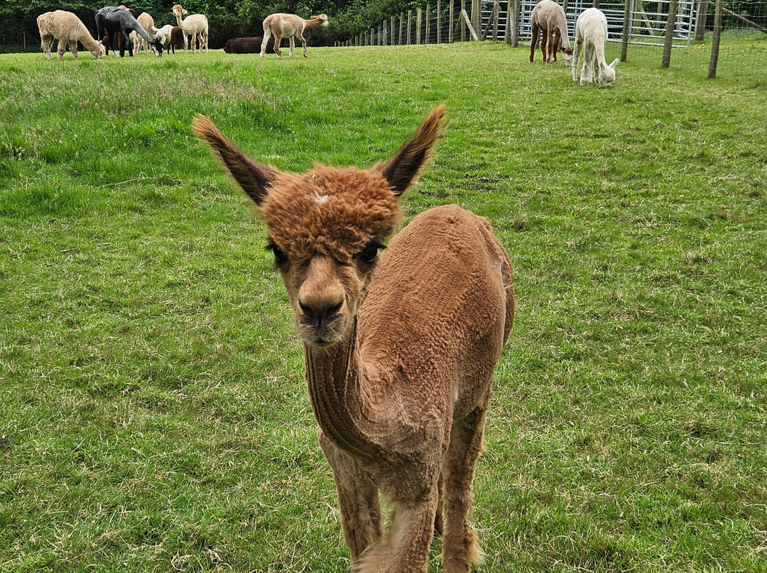 Bardsea Alpacas And Llamas景点图片