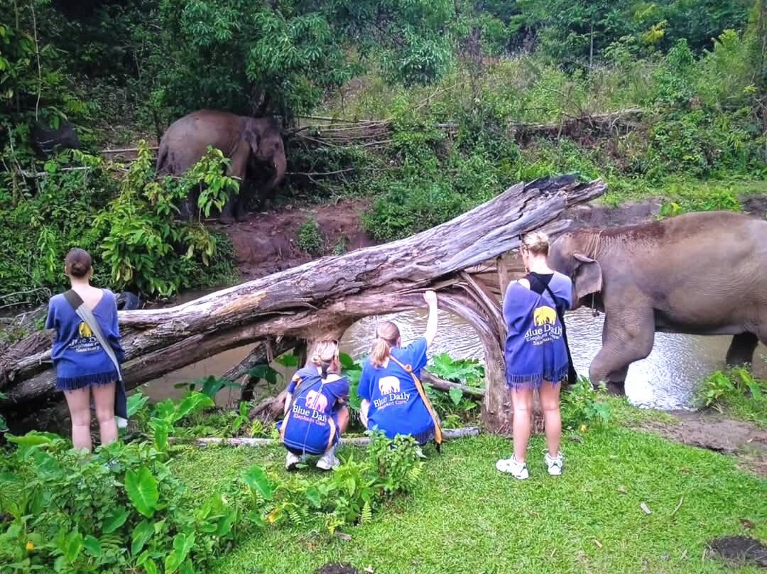 Blue Daily Elephant Care Sanctuary景点图片