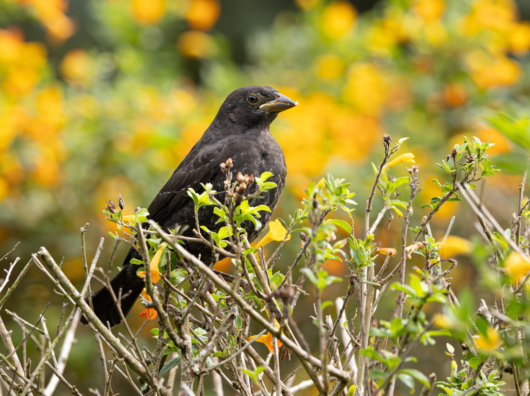 Jason Lara Tours-波魁特必去景点
