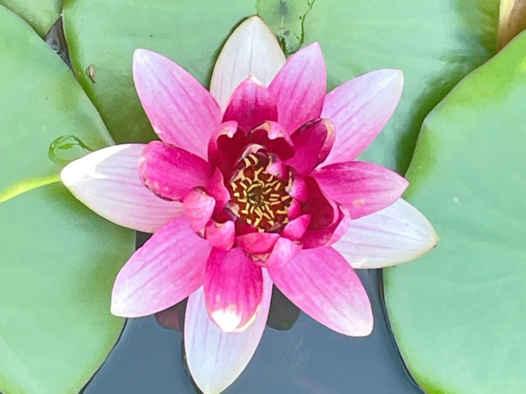 Les Jardins D'eau景点图片