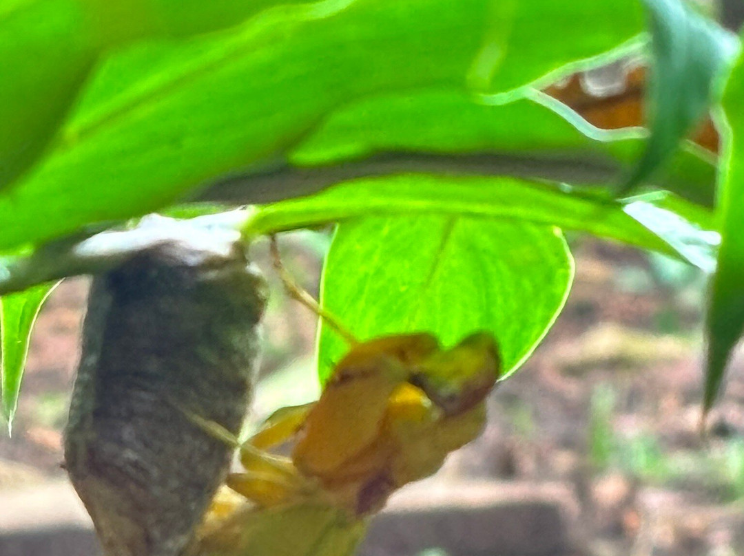 Pacific Trade Winds-Nuevo Arenal必去景点