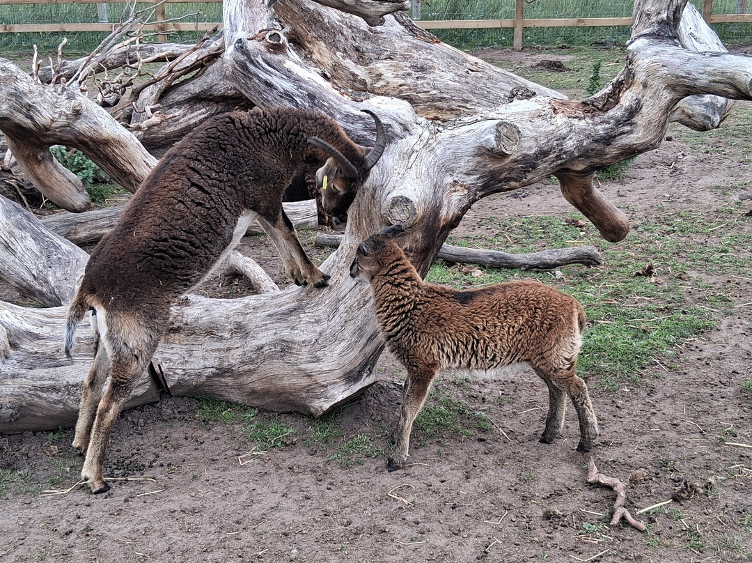 Holmes Chapel Zoo