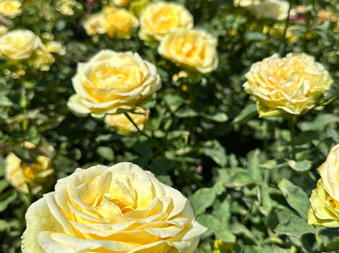 University Park World Peace Rose Garden-斯托克顿必去景点