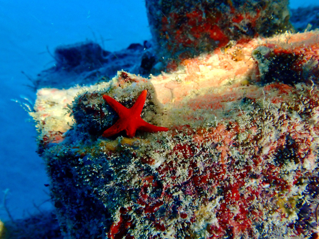 Crystal Diving Centre-贝尔马尔必去景点