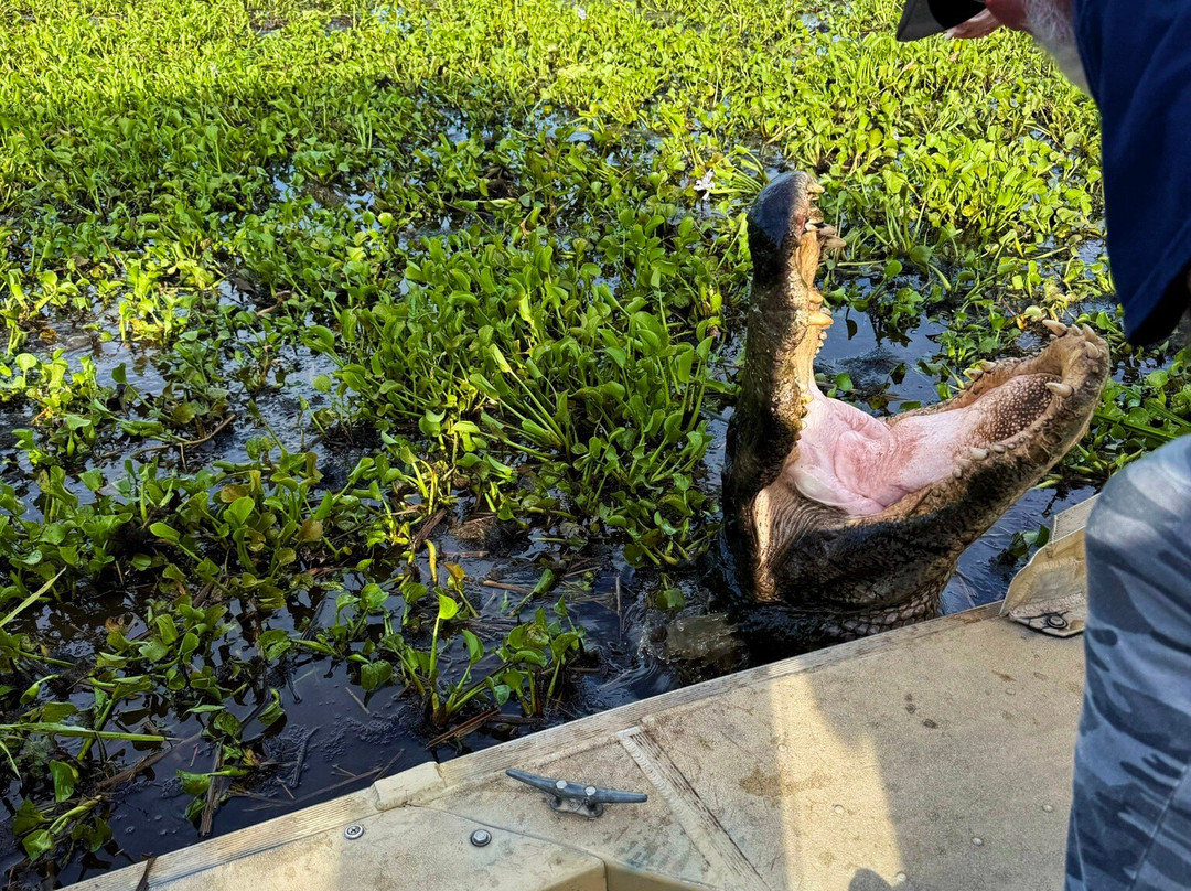Airboat Tours-Des Allemands必去景点