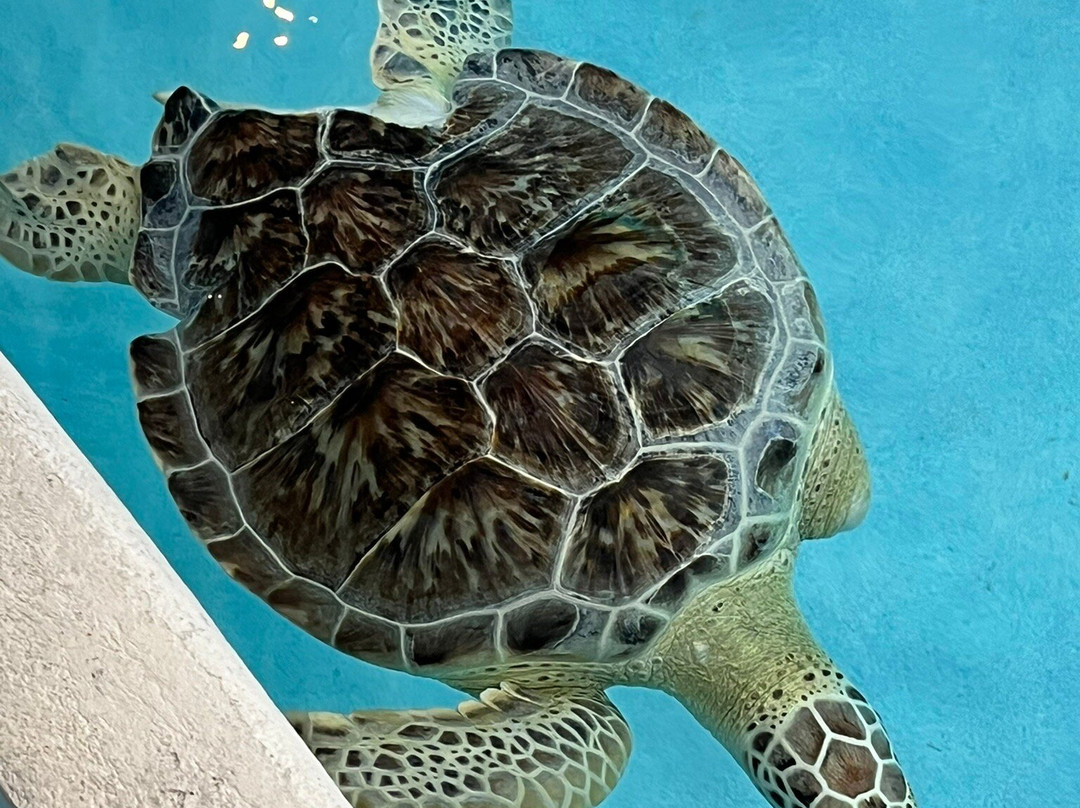 Navarre Beach Sea Turtle Conservation Center-纳瓦拉必去景点