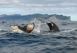 Whale-Watching Cruise in Forillon National Park-Gaspe必去景点