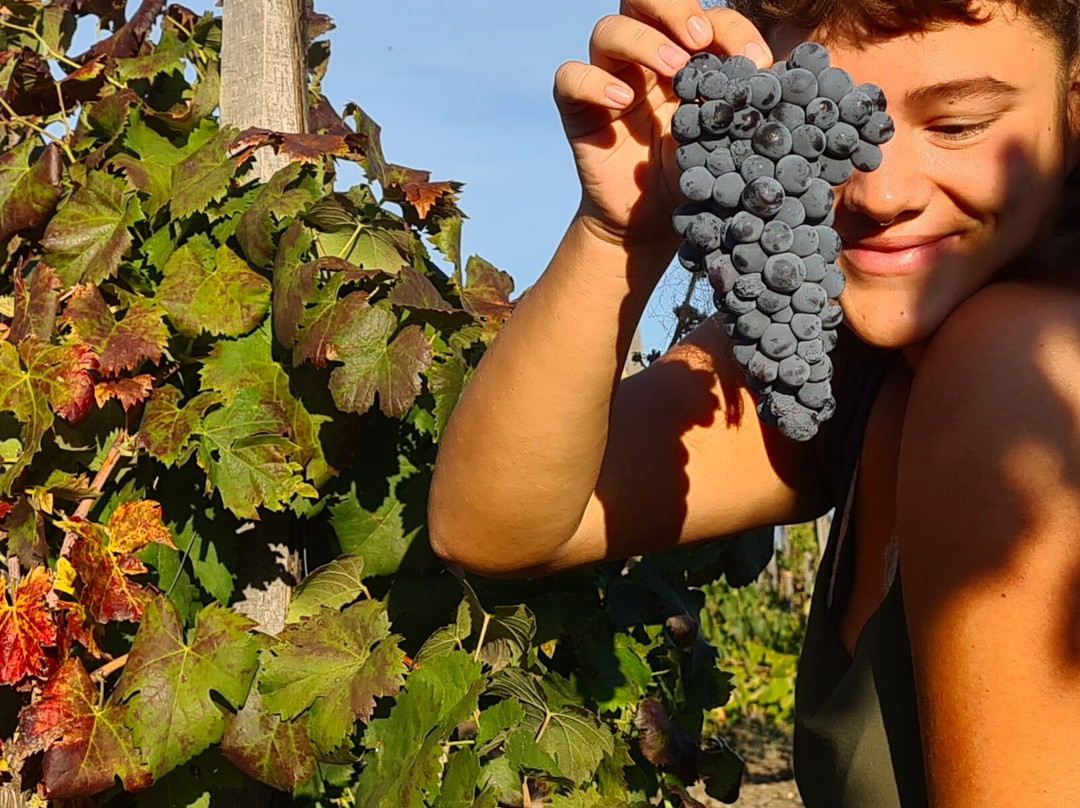 Casale 120 Winery-Rovittello必去景点