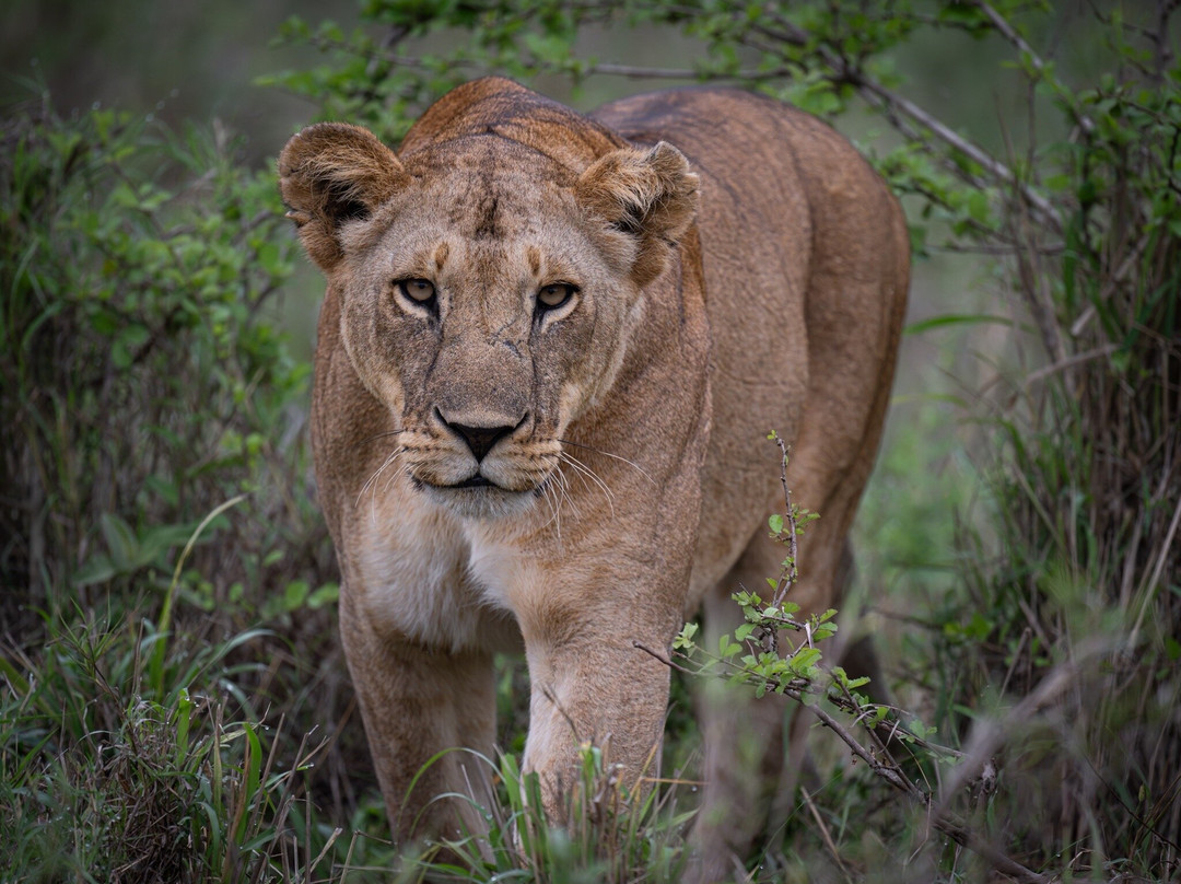 Carnivores Safaris Limited-阿鲁沙必去景点