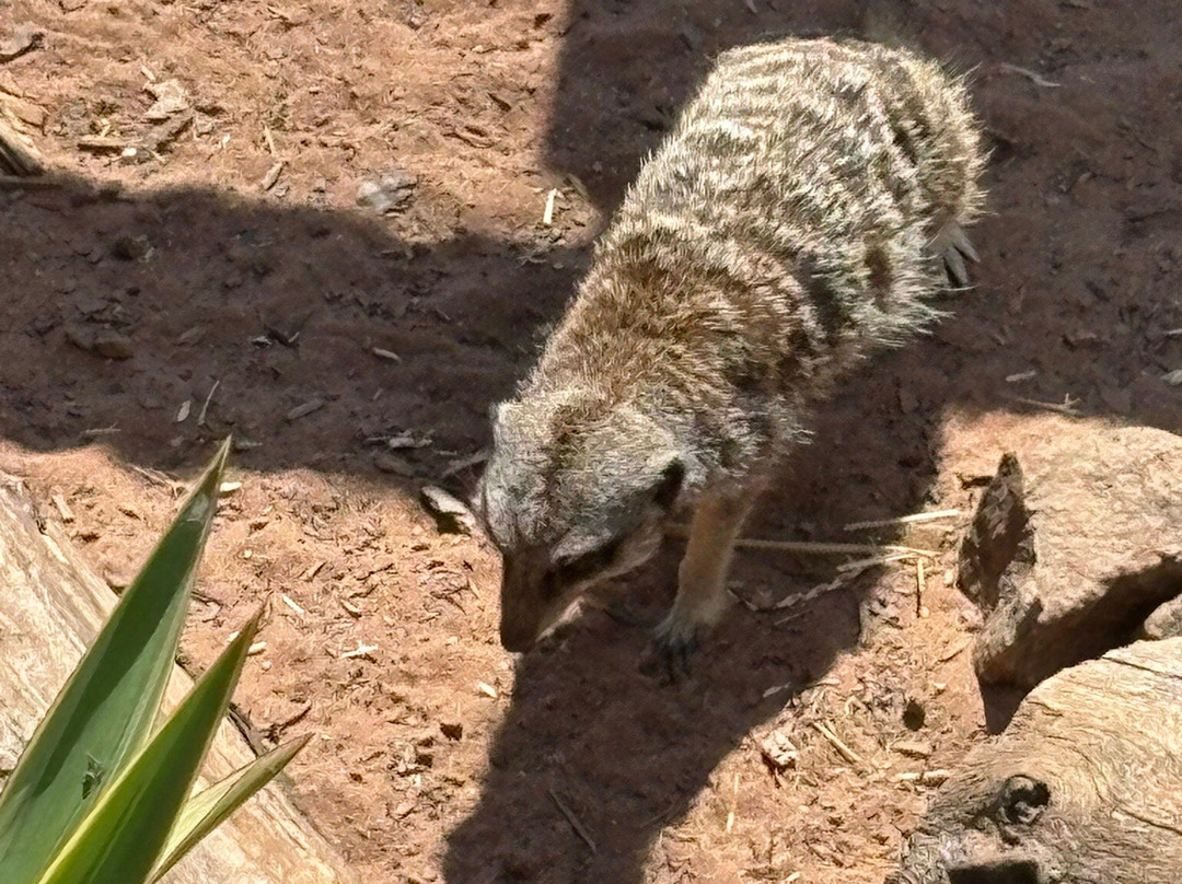 Dartmoor Zoological Society-Sparkwell必去景点
