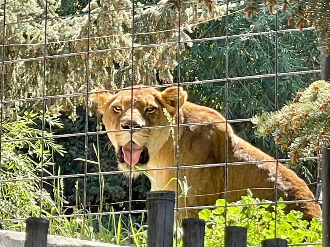 Idaho Falls Zoo-爱达荷福尔斯必去景点