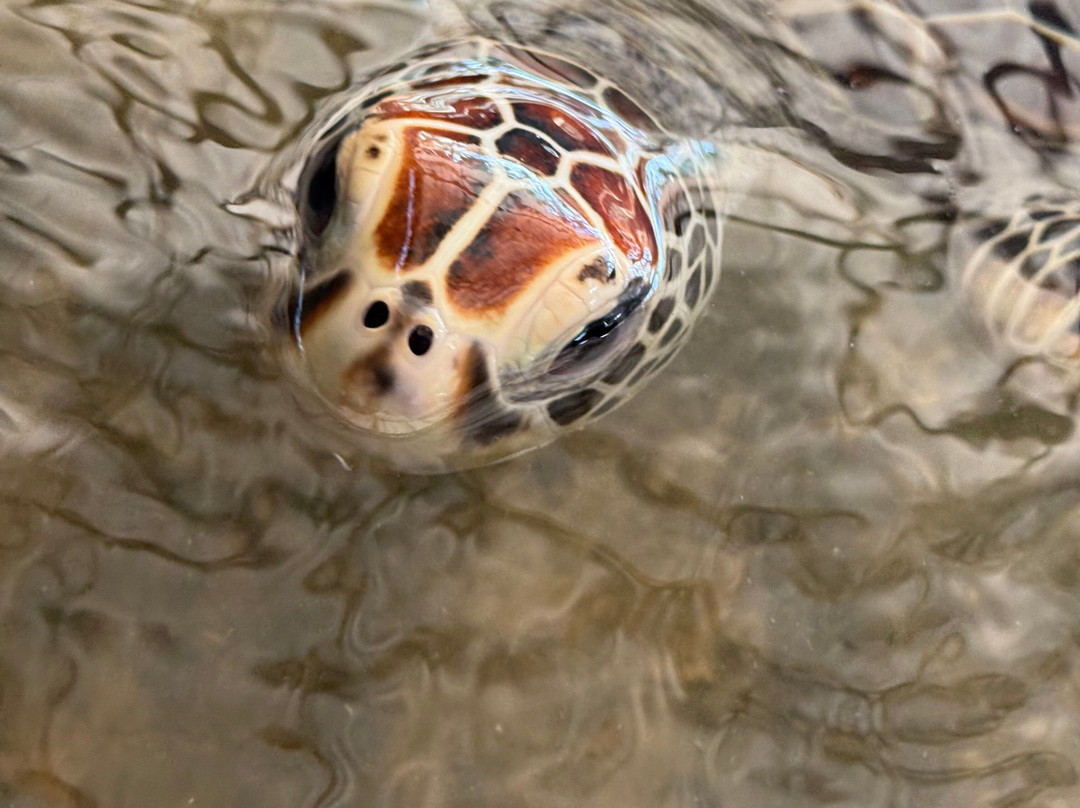 Vira Ceylon Tours & Travels-米迪加玛必去景点