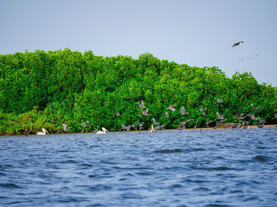 Les Îles Du Saloum-Dangane必去景点