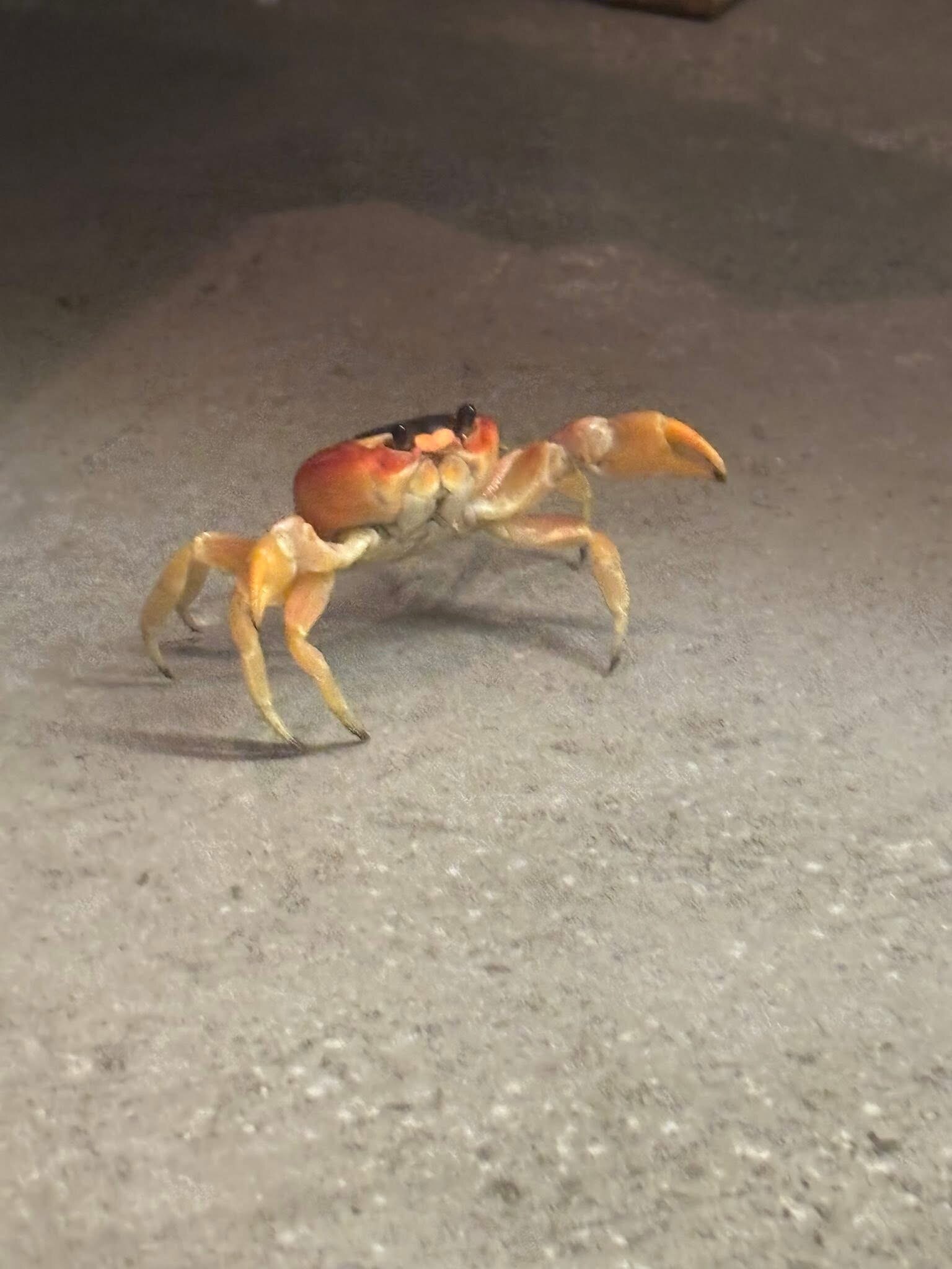 迪威村高尔夫和海滩度假酒店-泳池