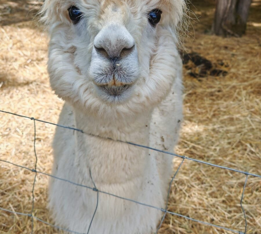 La Ferme Du Facteur Enchantée-Hauterives必去景点