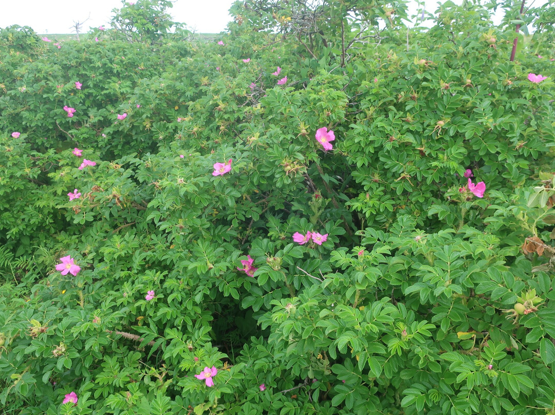 Veneer Nature Flower Garden-滨顿别町必去景点