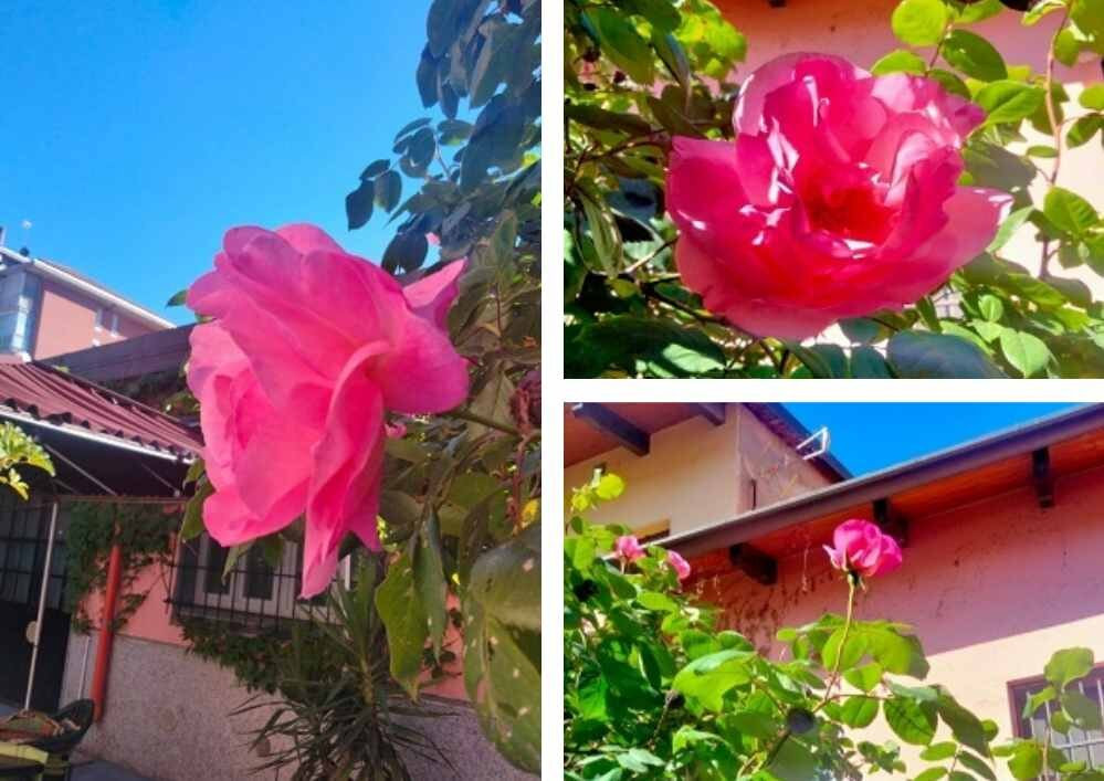 B&B Villa Rosa Torino主图