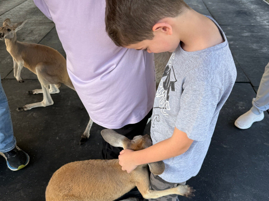 Animal EDventure Park & Safari-博因顿海滩必去景点