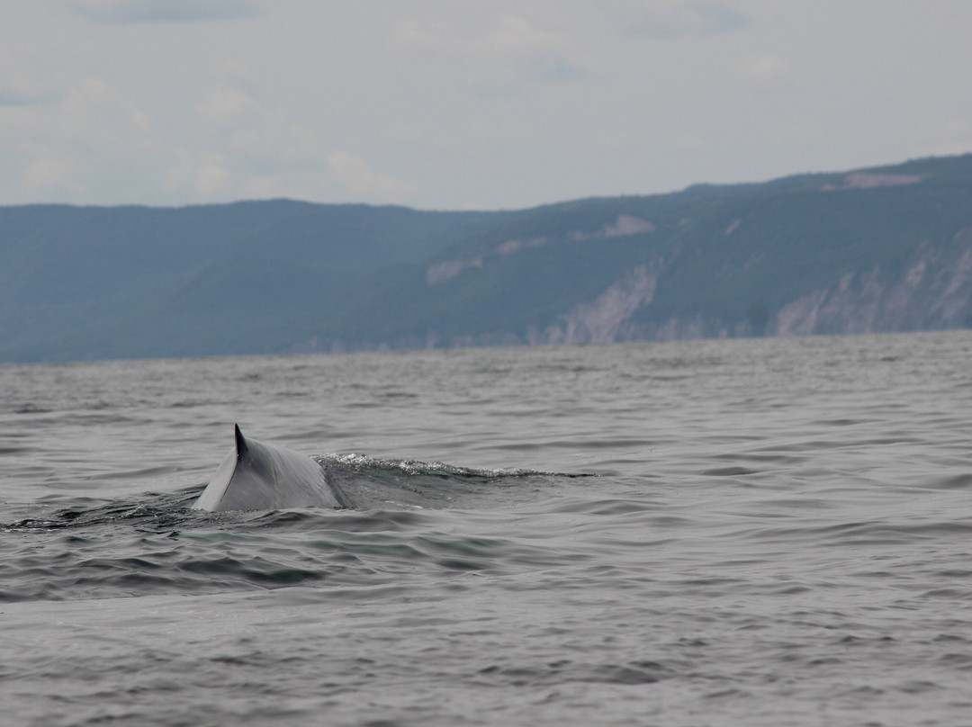 Dixon's Zodiac Seafari-Neil's Harbor必去景点