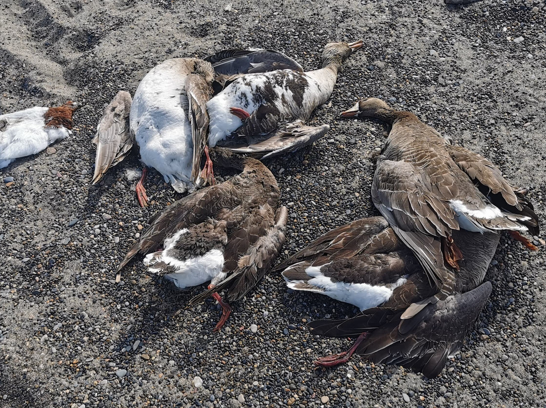 Barrow Beach-巴罗必去景点