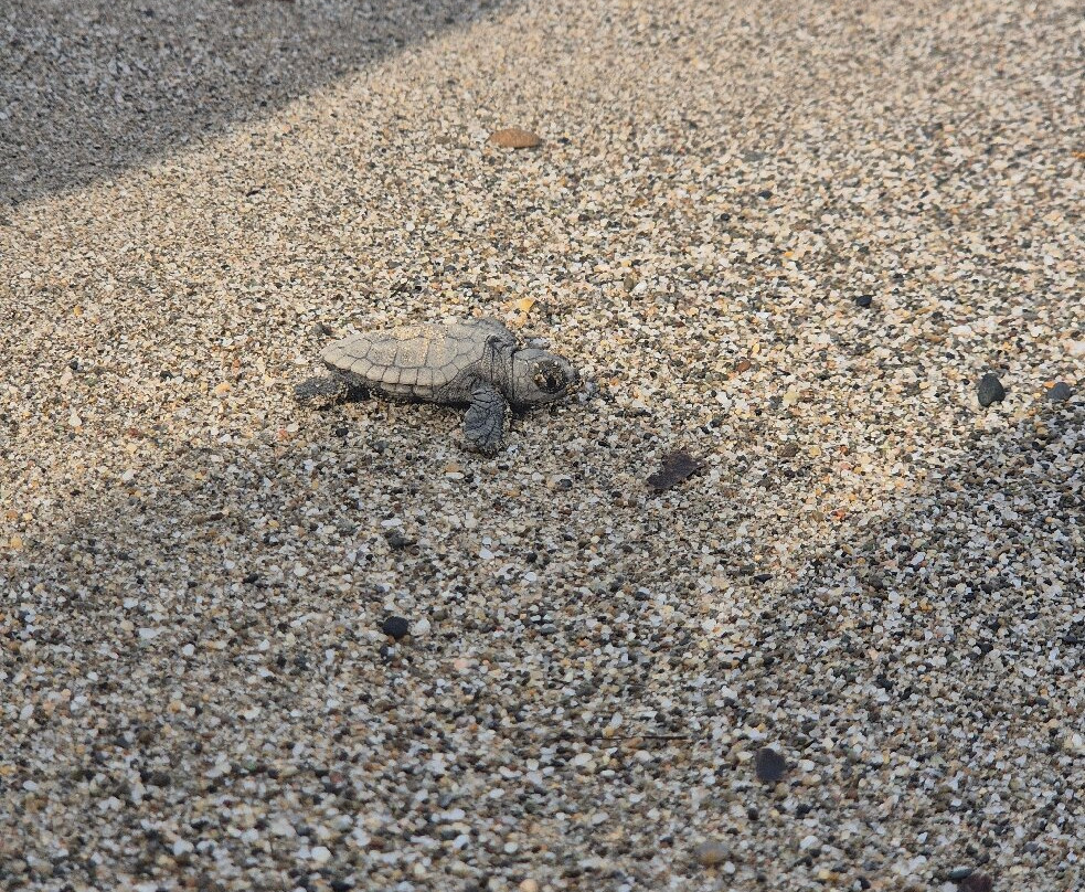 Sea Turtle Beach Walk- Archelon-雷斯蒙必去景点